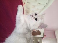 Yakışıklı british shorthair oğlumuza eş arıyoruz 10 aylık