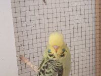 Show jumbo muhabbet kuşu yavrular