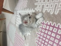 Dünya tatlısı british shorthair