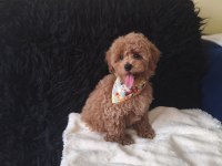 Yakışıklı Toy Poodle