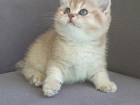 Safkan british shorthair açıklamayı okuyun lütfen