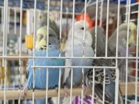 Show Jumbo Muhabbet Kuşları Rengarenk Erkek Dişi