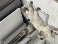 Erkek british shorthair kedimize dişi adayı arıyoruz