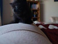 British shorthair yavrularımız