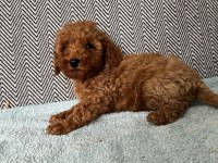 Minik Pati Poodle