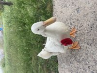 Satılık ördek 1 yaşında