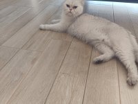 Güzel chinchilla kızımıza bakacak bir yuva arıyoruz