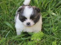 Shih tzu erkek