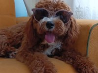 Yavrumuza ev arıyoruz maltipoo