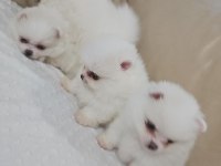Snow White Pomeranian Boo Dişi Ve Erkekler