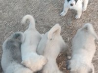 HAYMANA ANKARA SAF KANGALL KARABAŞLAR
