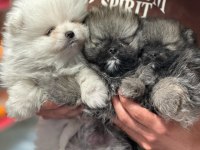 Pomeranian bebekler yeni yuvasını bekliyor