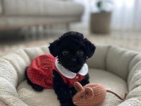 Toy Poodle Minik Köpekler
