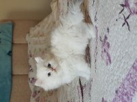 British Longhair Silver Kedimiz