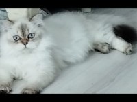 BRİTİSH 8 AYLIK KEDİLERİMİZ ÜCRETSİZ