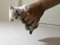 Yavru scottish fold
