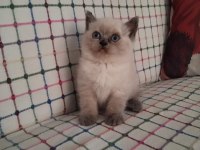 Ücretli Sahiplendirilecek British Shorthair