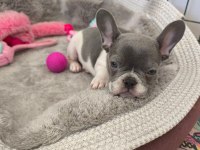 Nadir lilac pied aşılı ped eğitimli french bulldog kızımız