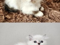 Kocaeli Darıca Minik Pati Kediler