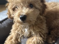 3 aylık yavru poodle