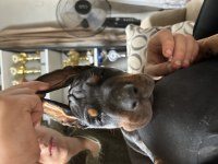 European doberman yavruları