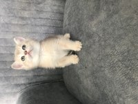 Altın british shorthair bebişler