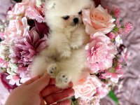 TEACUP KISA BURUR POMERANİAN PRENSES