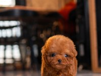 KOREDEN GELEN POODLE BEBEĞİMİZ ISTANBULDAYİZ
