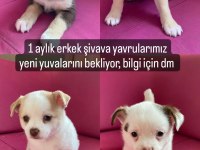 4 erkek şivava yavrularımız