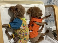 Erkek Ve Dişi Poodle