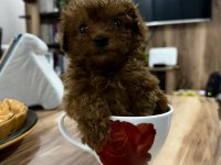 2 aylık yavru toy poodle