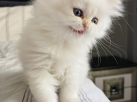 British Longhair Safkan
