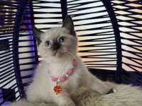 British Shorthair Point bebekler