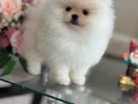 OYUNCAK GİBİ HİBİ 2 AYICIK POMERANİAN BOO