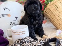 Mükemmel Tea Cup Siyah Poodle