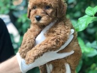 A KALİTE POODLE AYARINDA MALTİPOO BEBEK