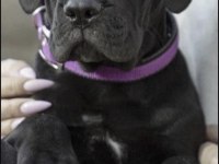 Cane Corso Köpeği