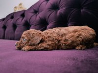 SAFKAN RED BROWN TOY POODLE YAVRULAR ÜST KALİTE