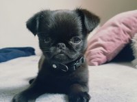 KAPKARA PUG BEBEKLER