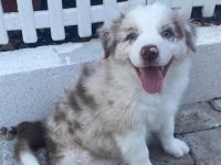 Erkek merle çok kaliteli border collie