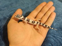 Yavru Leopard Geckolar