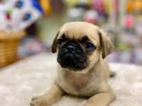 Pug yavrularımız yeni ailesini bekliyor