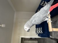 Jumbo Boy Evraklı Belgeli Jako Papağanı