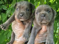 Orjinal Blue Cane Corso İtaliano
