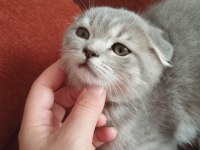 Cins scottish fold yavru