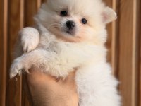 Pomeranian Bebekleri