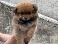 Ayı suratlı Ankara’da tek yavrularım pomeranian boo