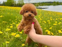 Irk garantili Toy Poodle