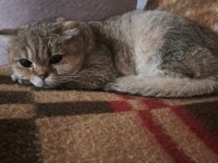 Show kalite british shorthair