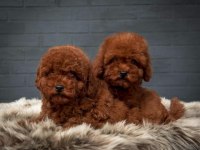 OYUNCAK BOY ERKEK DİŞİ POODLE KURABİYELER 